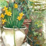 Daffodils in Pot