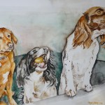 Pet Portraits