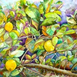 Lemon Tree